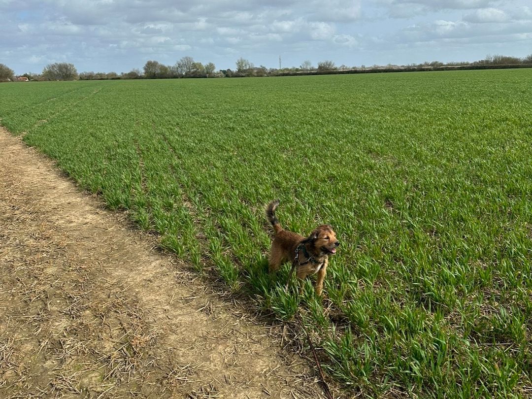 Thatch the Border Terrier Cross enjoys walkies on a long training lead