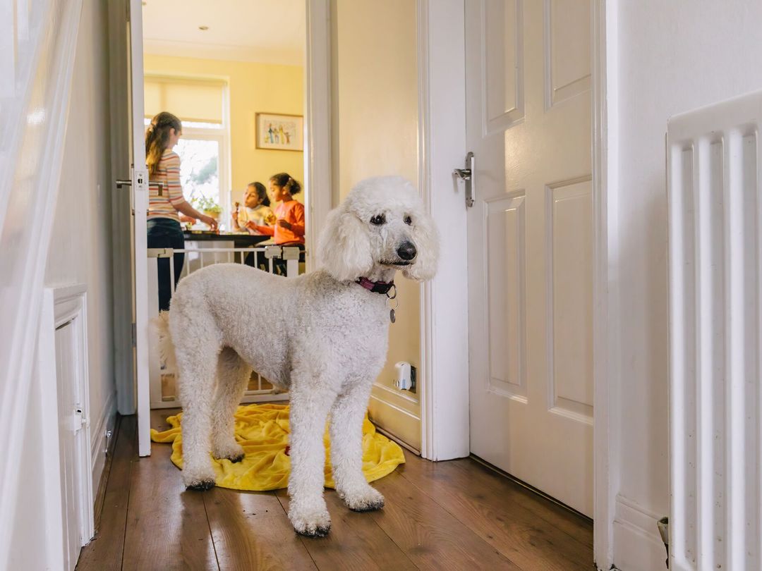 Chereka the Poodle is standing at home in the hallway on a yellow blanket. The family are in the background behind a stair gate.