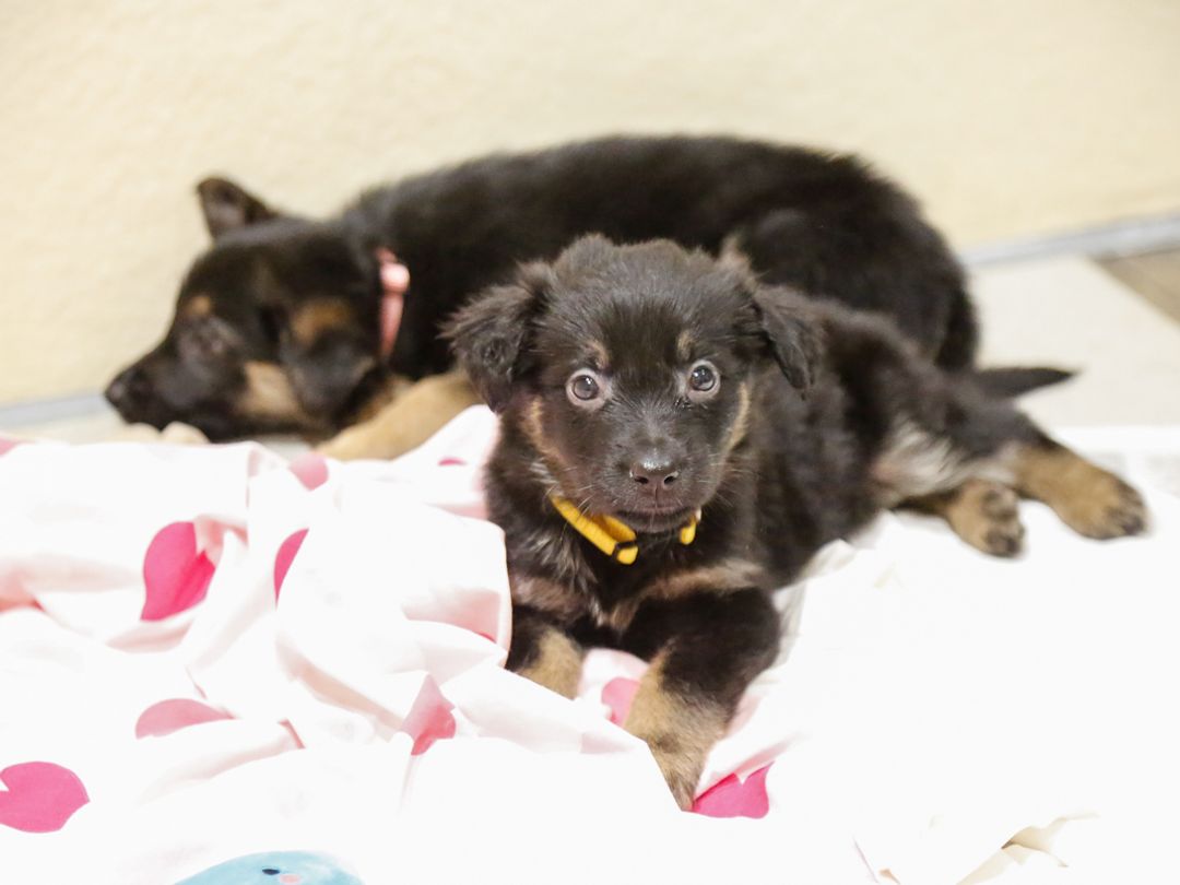Two black-and-tan young German Shepherd looking puppies lying on a blanket.