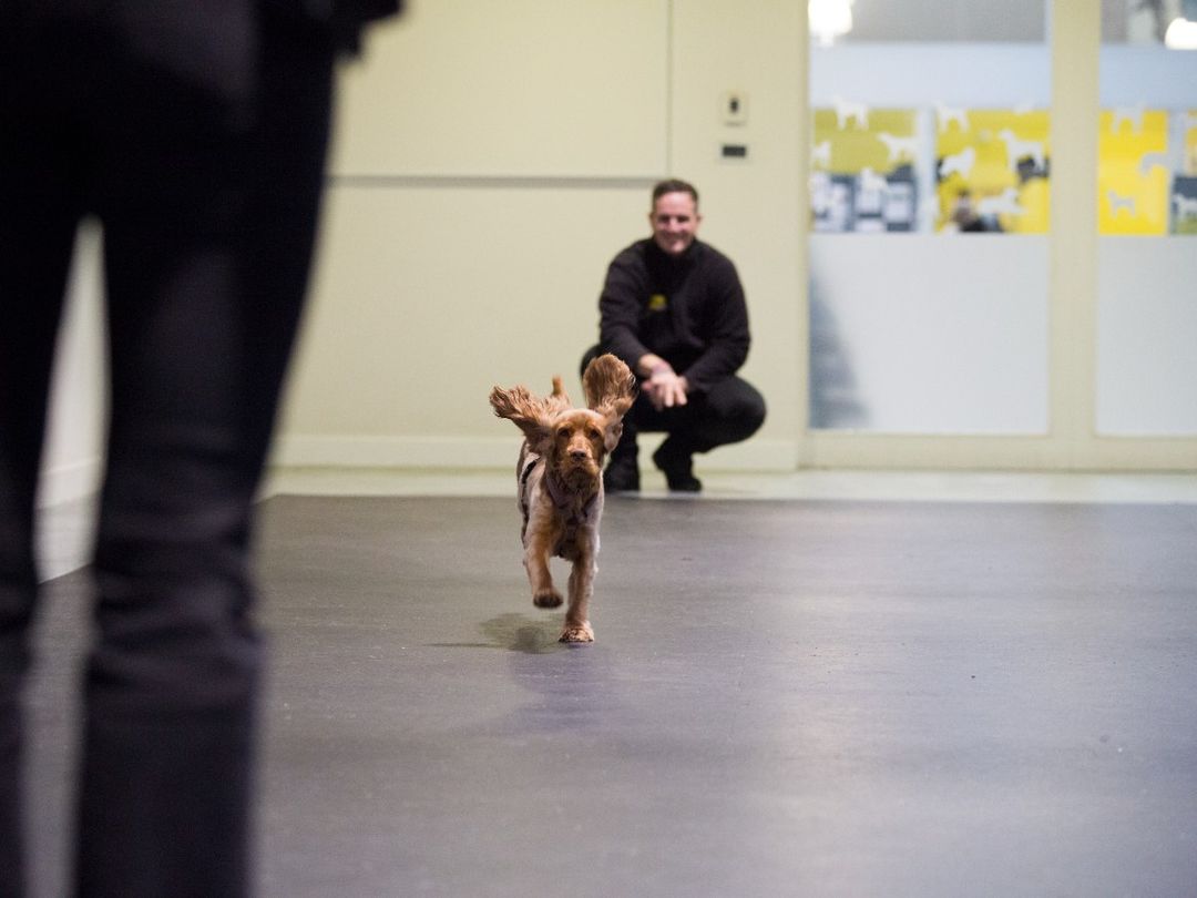 George a dog school coach knelt down whilst Puddles a orange spaniel runs towards the camera in a hall.