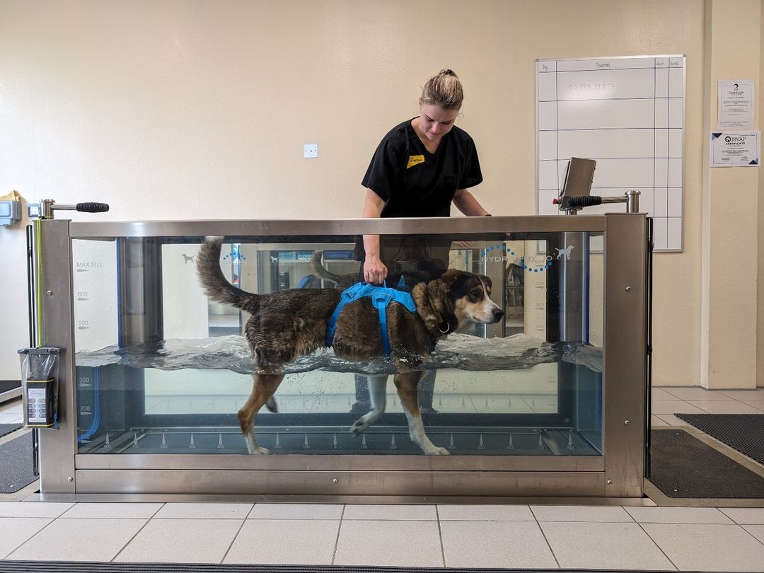 Image of a Sophie a staff member standing above a hydrotherapy pool with Skye a large Husky crossbreed dog wearing a blue harness standing in the tank.