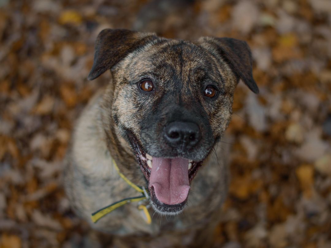 Buster the brindle coloured mixed breed dog is looking up at the camera whilst sat on brown leaves.
