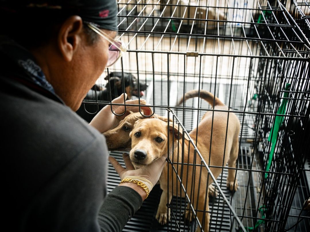 Male vet holding a two tan puppy's heads whilst they stand in a black metal crate on the floor.