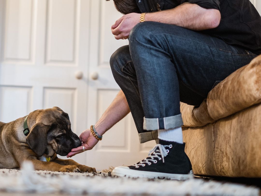 Photo of a large crossbreed puppy being fed a treat from a man's hand whilst sitting on the sofa. 