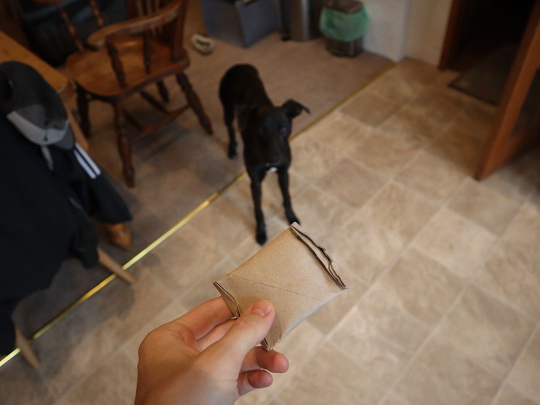 Greyhound looking up at a diy puzzle pouch made out of cardboard