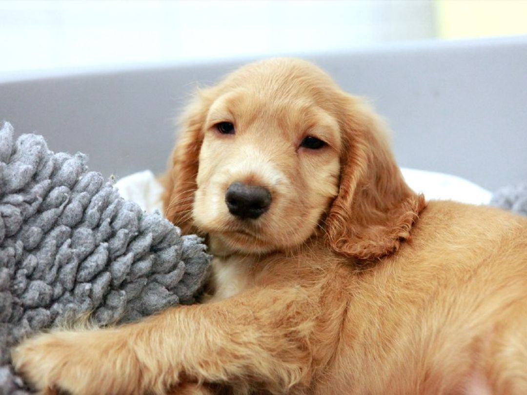 Golden Labrador puppy lying on a grey blanket looking to camera