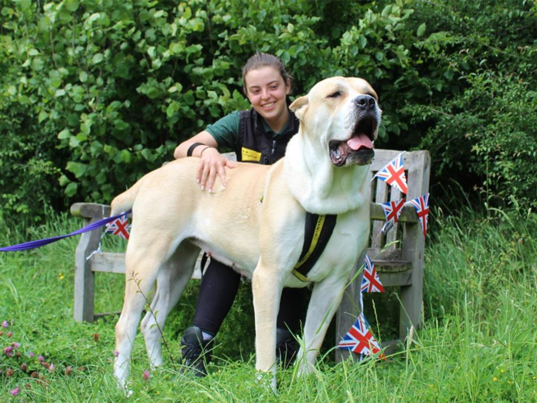 Nancy the giant crossbreed dog standing with her Canine Carer sitting on a bench outside