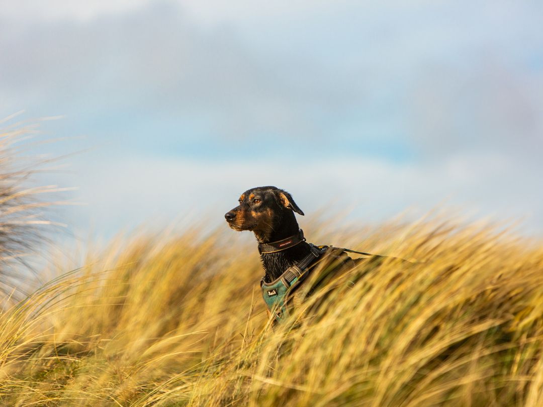 Bobby the crossbreed enjoys a day out at the beach