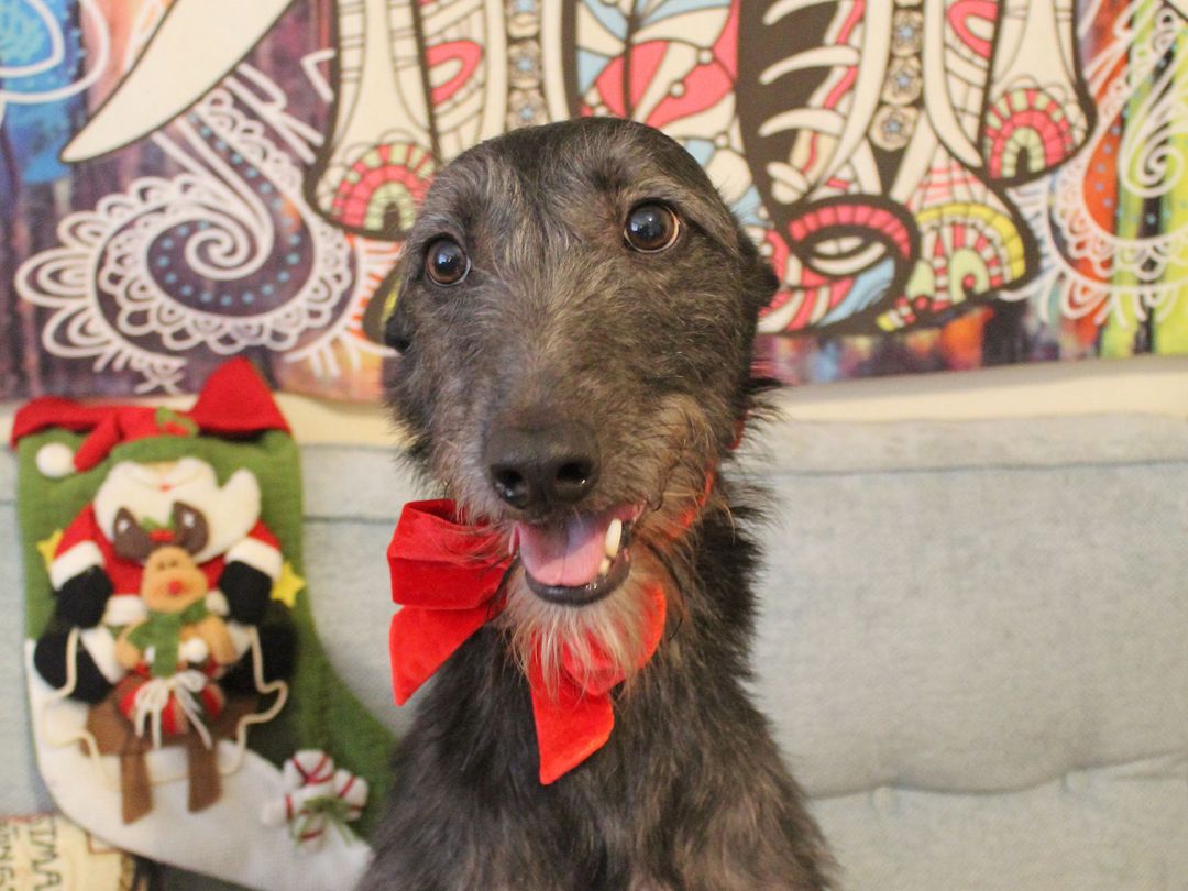 Alfred the Lurcher celebrates a happy Christmas in his new home