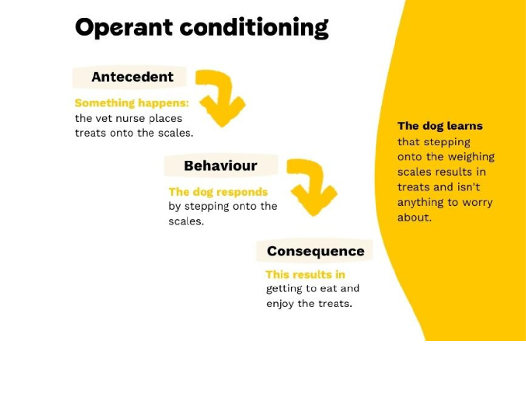 operant conditioning inforgraphic break down of how dogs learn. From when something happens to how the dog responds and the results.