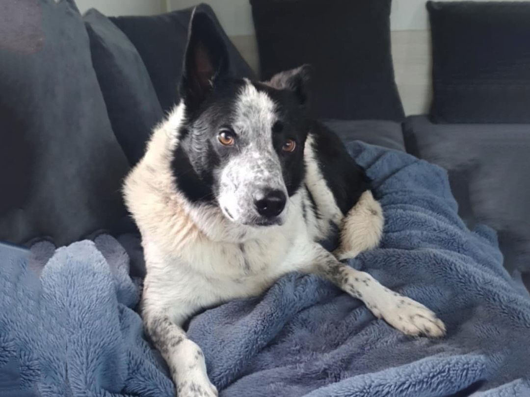 Alfie the Collie in his forever home