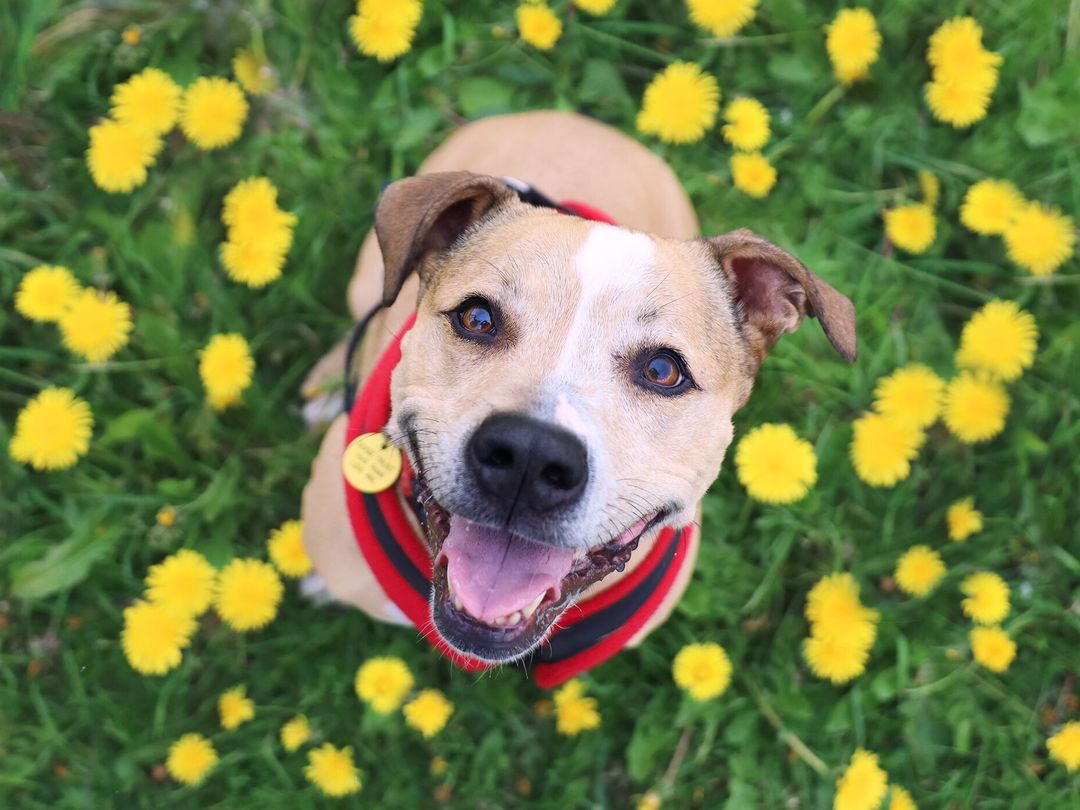 Brian a staffordshire bull terrier looking up at the camera on some grass with yellow flowers
