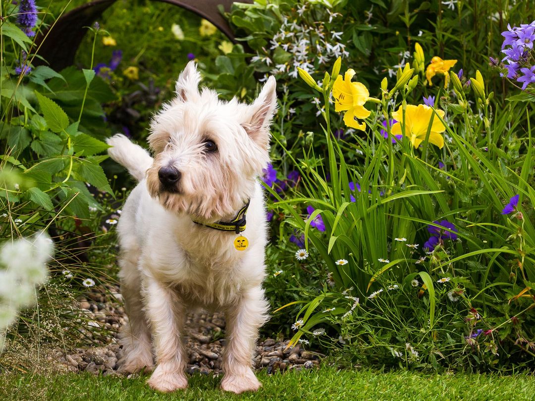 A white west highland terrier walking through a garden full of daffodils and bluebells