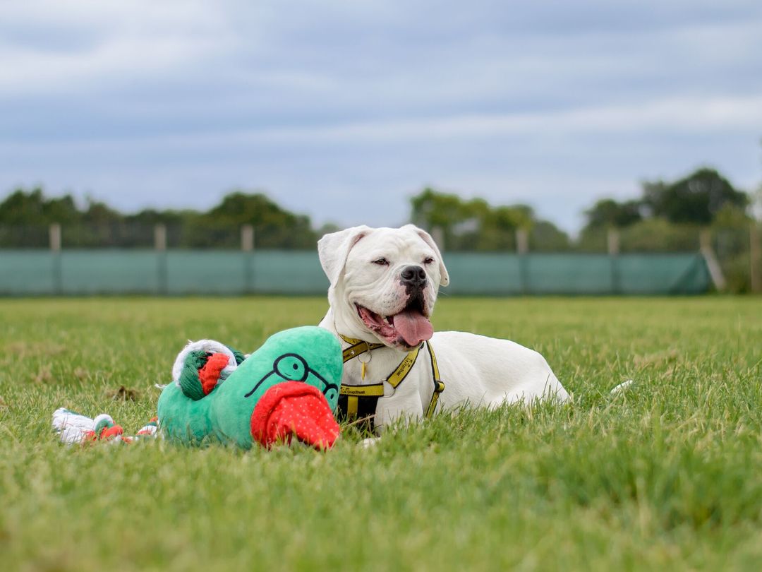 Billie playing in field