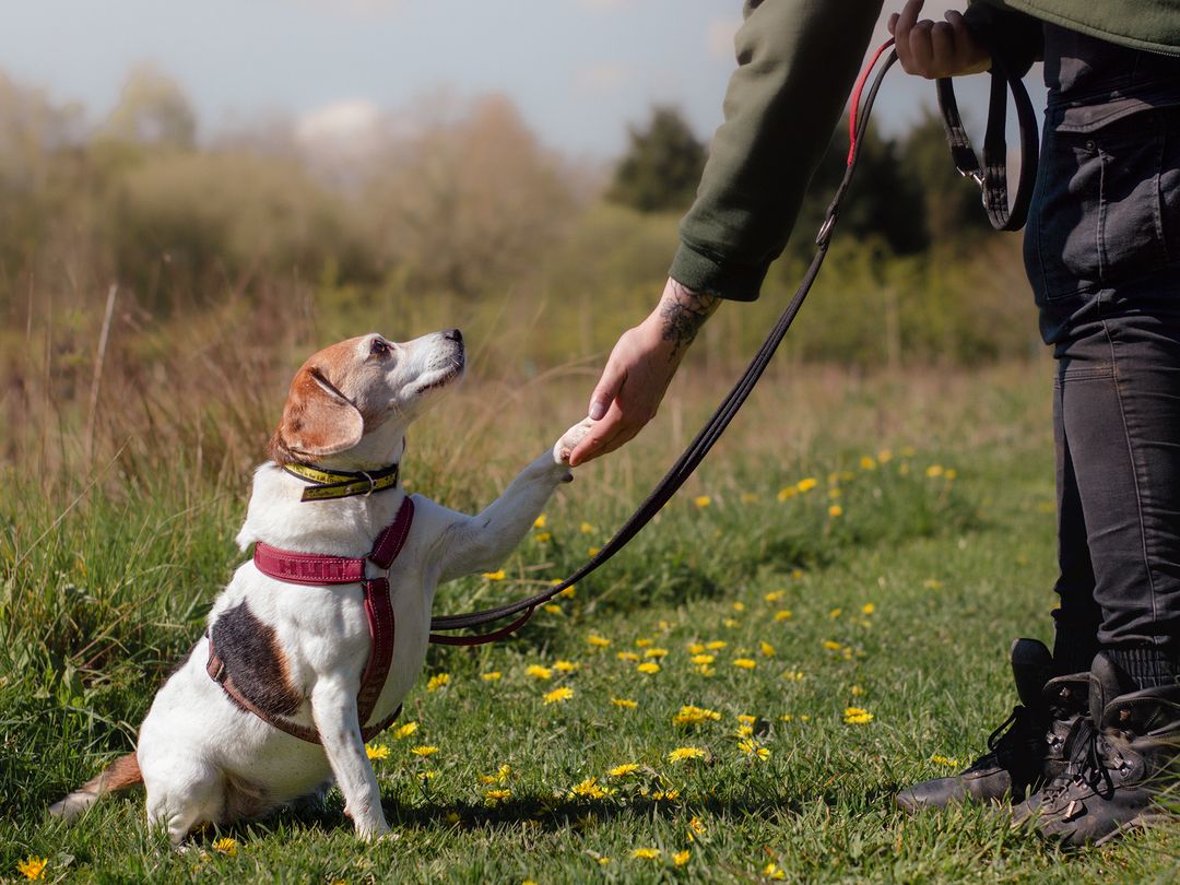 Tilly the beagle gives paw to a member of the Dogs Trust team.