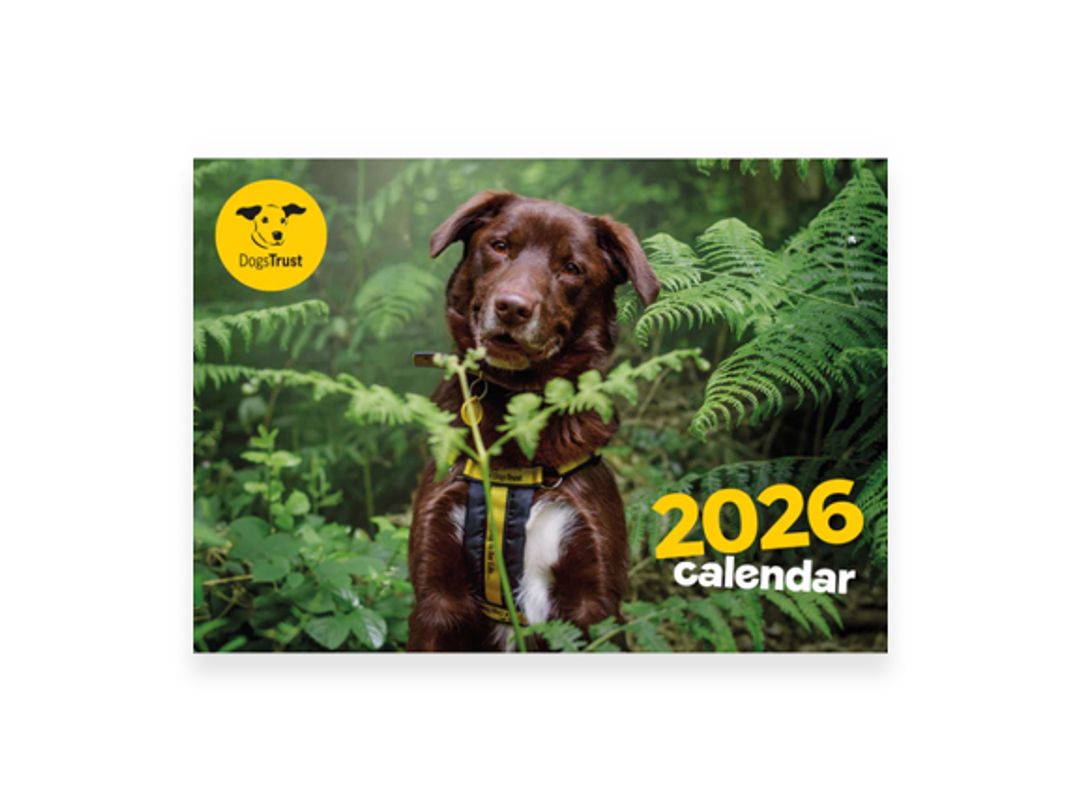 Dogs Trust A4 wall calendar for 2026