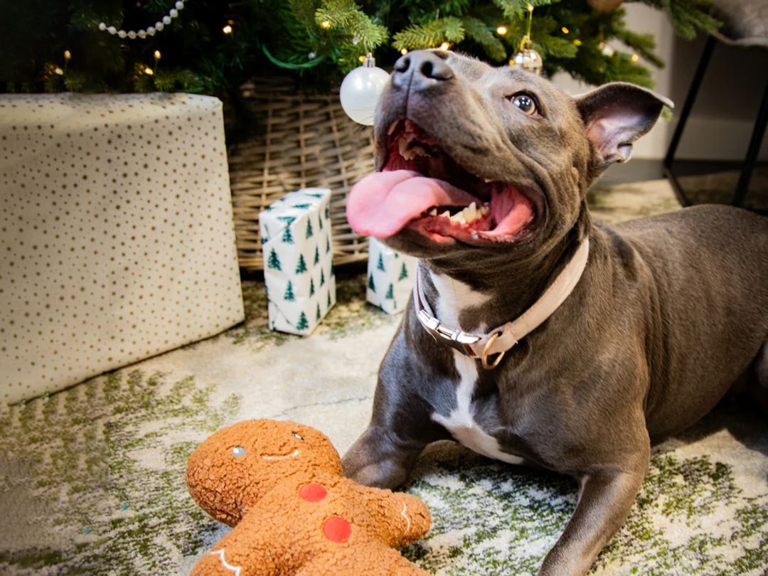 A grey Staffie dog plays with a Tufflove gingerbread toy