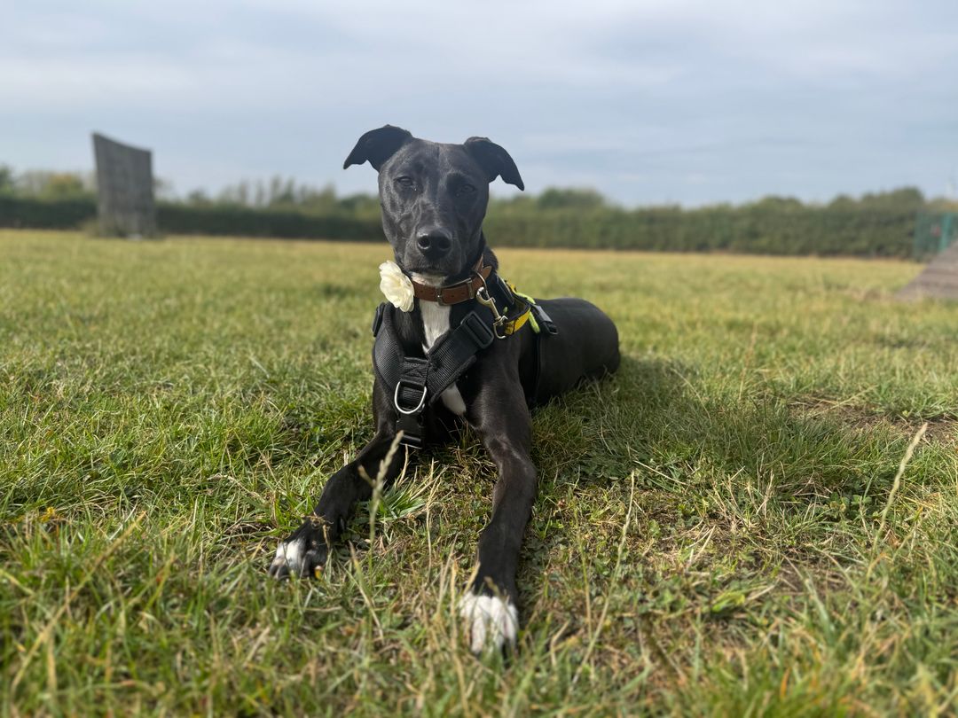 A black and white Lurcher dog sitting in some green grass wearing a collar with a white flower on it