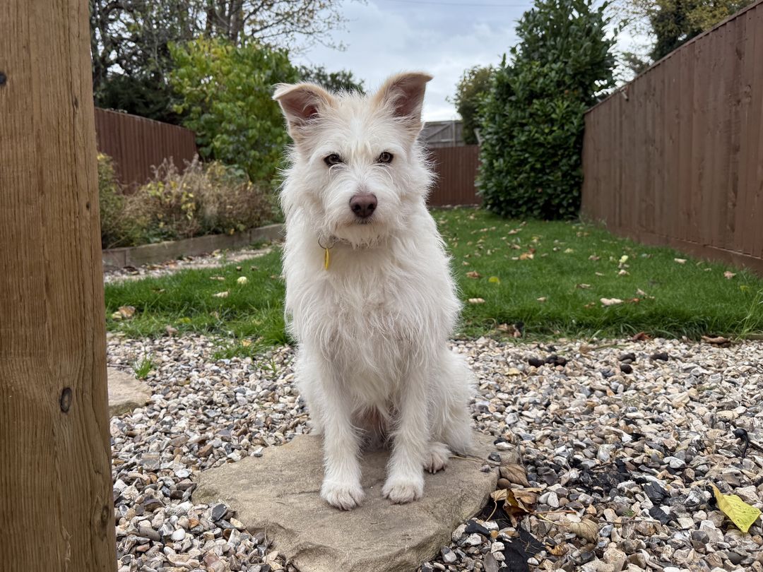 Snow a white crossbreed adult dog looking at the camera sitting in a garden