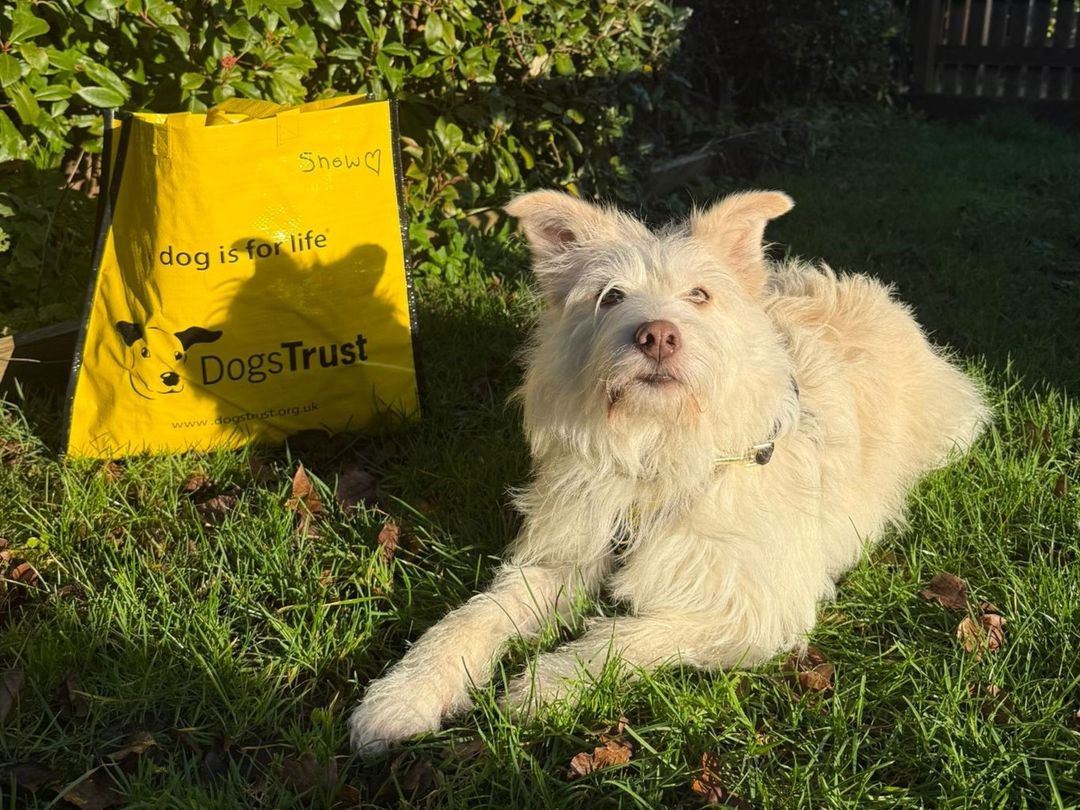 Snow a white crossbreed adult dog sitting next to a yellow adoption bag on some green grass