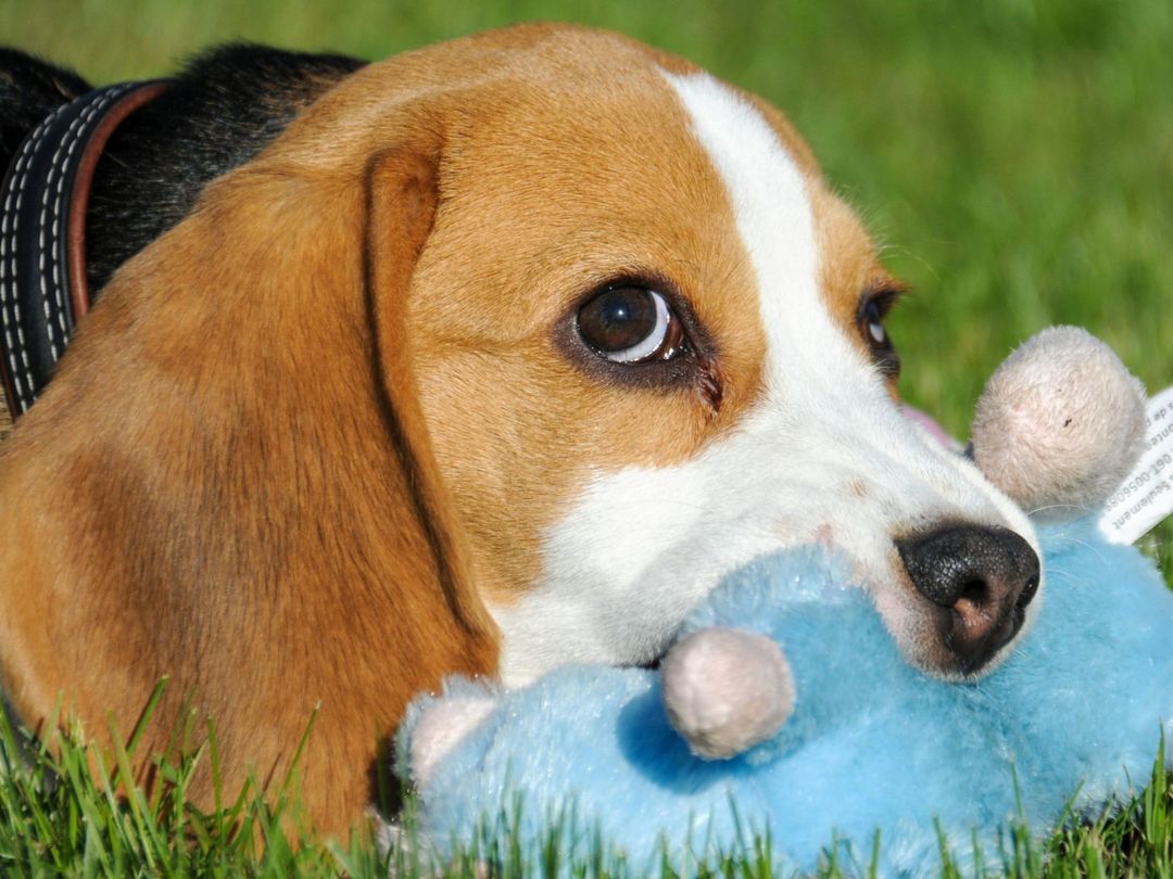 a close up shoot of a beagle puppy looking away with a blue soft toy in its mouth