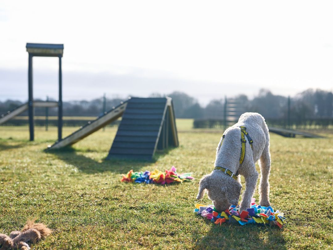 a white poodle outside in a agility area sniffing a snuffle mat