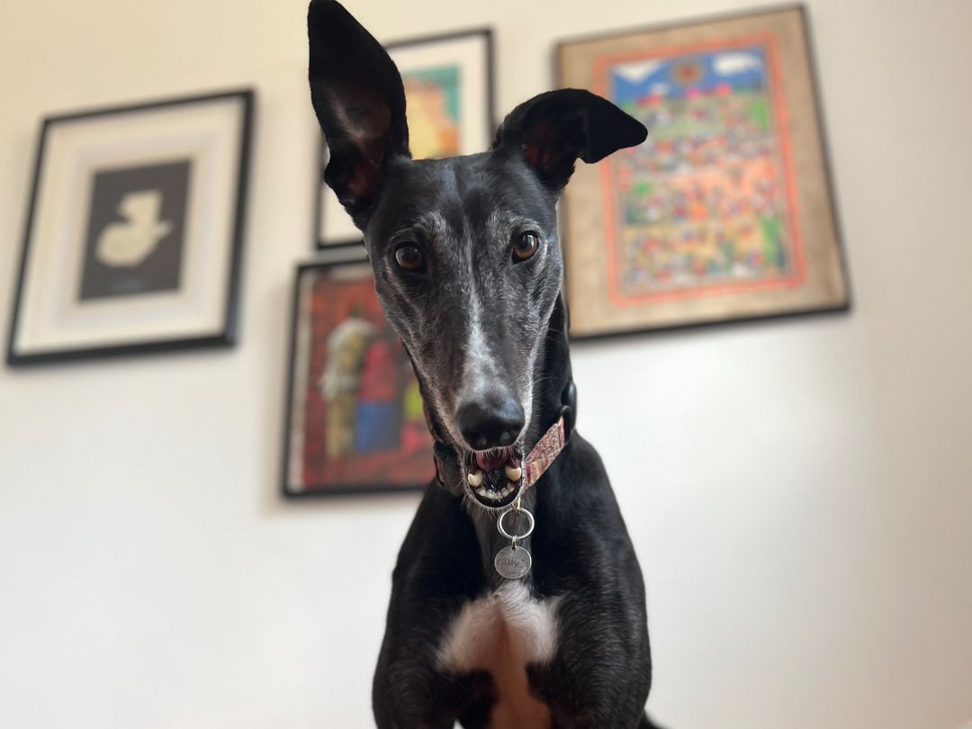 Gilly the firework-fearful rescue Greyhound looks down at a camera while smiling in her home