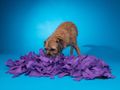 How to make a snuffle mat for your dog