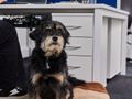 Volunteer Administrator