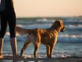 Measuring the Human-Canine Animal Bond: Research 