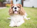 Longevity of UK Dog Breeds: Research 