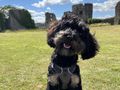 Blind puppy Darwin learns new tricks at Dog School
