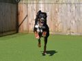 Dog bowling: Teach your dog to ten pin bowl 