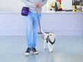 How to teach your puppy to be comfortable at the vet
