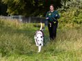 Off-site Dog Walker Volunteer 