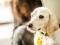 Cost of living crises hits dog owners across the UK