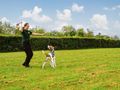 Volunteer Canine Assistant