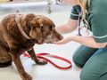 Why join the Dog Friendly Clinic Scheme?