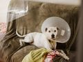 How to introduce a Elizabethan collar or cone