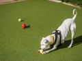 How to stop your dog resource guarding food and toys
