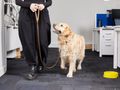 Bringing your dog to work: top tips and advice