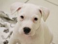 Buying a dog or puppy safely