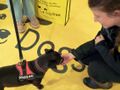 Supporting owners with our dog food banks