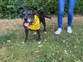 99k for Canines walking challenge