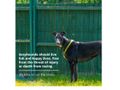 Animal welfare organisations response to phase out Greyhound racing