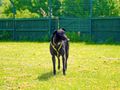Greyhound racing is reaching its finish line in Wales