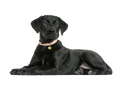 Labrador