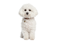 Bichon Frise