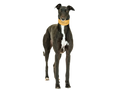 Greyhound