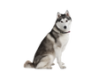 Akita